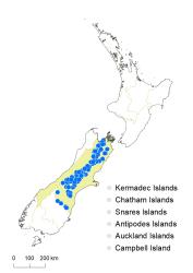 Veronica pinguifolia distribution map based on databased records at AK, CHR & WELT.
 Image: K.Boardman © Landcare Research 2022 CC-BY 4.0